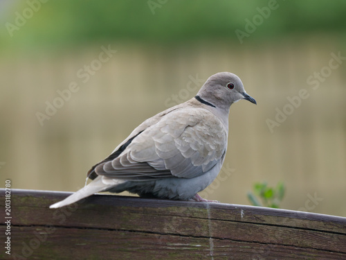 Billede på lærred A Eurasian collared-dove perches on a wooden railing.