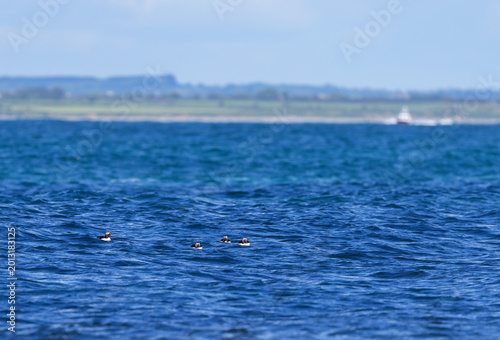 Schilderij op canvas Atlantic Puffins swimming in sea or ocean along Irish Coast, Ferry boat in distance used by tourist visitors to travel from Kilmore Quay to Great Saltee Island