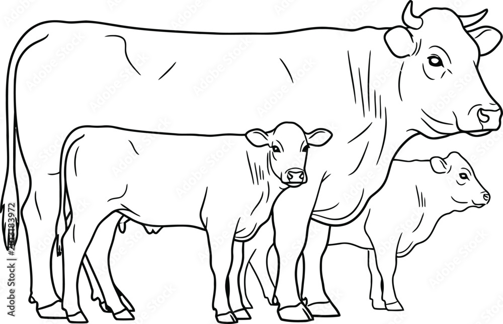 Fototapeta premium Black and white cow with two calves