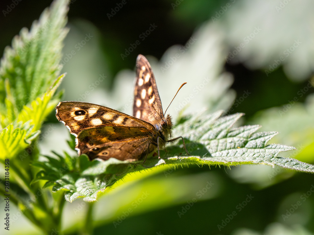 Fototapeta premium A Backlit Speckled Wood Butterfly