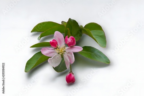 Pink Crabapple Blossom with Green Leaves Isolated on White Background