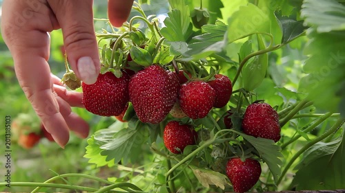 A woman's hand picks a ripe, juicy strawberry from a bush in a garden bed. Panorama close-up juicy strawberry bush on a green bed. High quality 4k footage