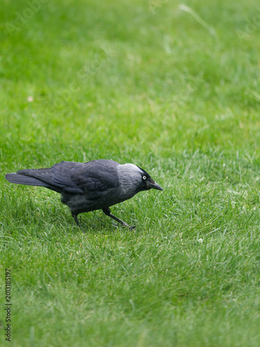Obraz na plátne A jackdaw bird with striking white eyes pecks at the grass.