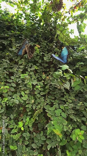 Butterflies blue morpho sit on leaves in a green garden. vertical video. slow motion