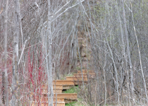 Early spring woodland with hidden climbing wooden stairs