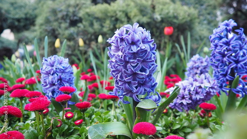 Canvastavla Colourful Terry Hyacinthus bulbous herb and Red Bellis perennis English daisy, spring-blooming perennials