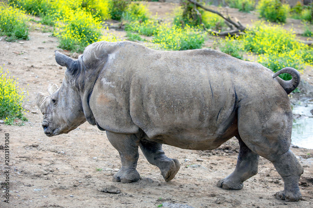 Obraz premium White rhinoceros walking across dry terrain with yellow flowering plants and a small pool of water in the background, representing resilience and wildlife
