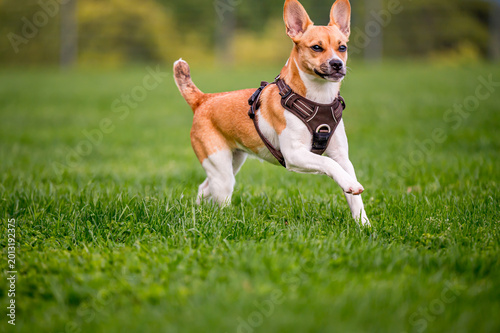 Cute Chihuahua dog running on grass in park. Small playful pet outdoors in Vaud, Switzerland.