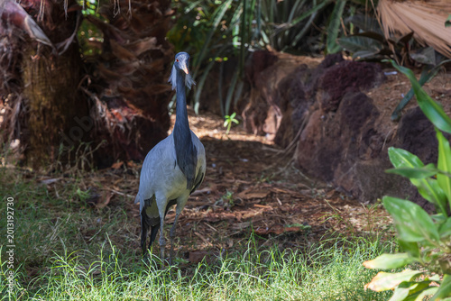 Картината върху платно Curious demoiselle crane looking directly at camera in a sunlit tropical garden