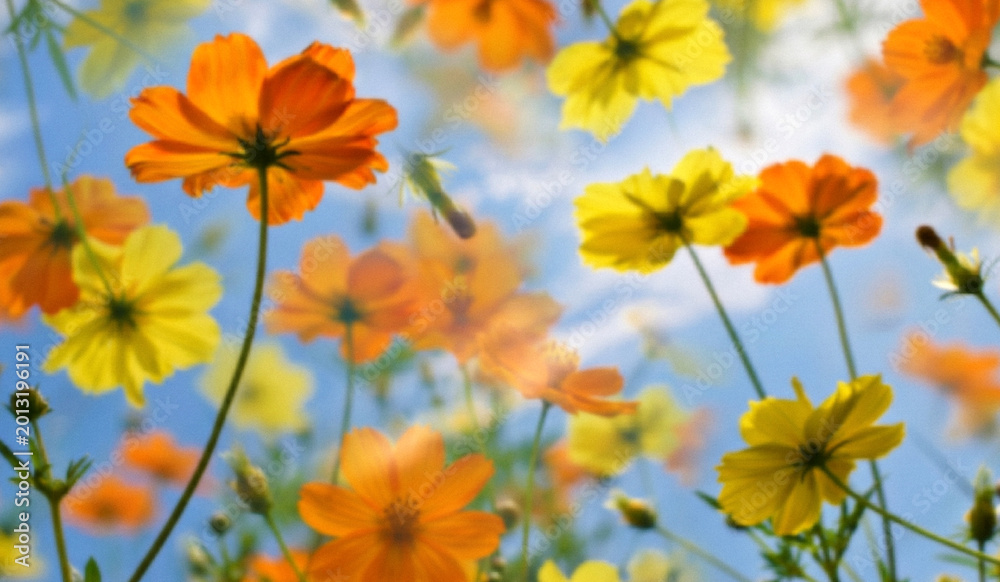Fototapeta premium A vibrant field of orange and yellow flowers against a bright blue sky, creating a cheerful and uplifting atmosphere, ideal for nature and floral themes.