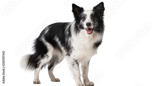 Bild auf Leinwand Isolated attentive purebred happy black and white Border Collie dog standing, lo