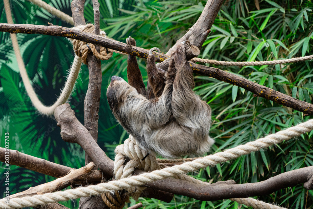 Fototapeta premium Sloth