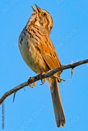 Bild auf Leinwand Song Sparrow close-up singing at dawn
