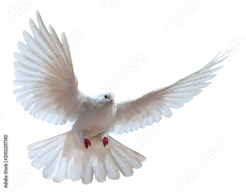 White Dove in Mid-Flight with Wings Spread Gracefully on White Background