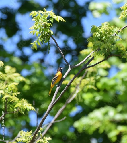 Baltimore Oriole