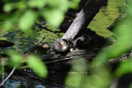 Duckling