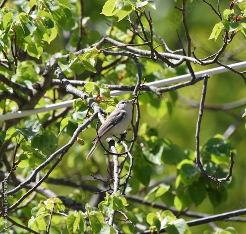 Warbling Vireo