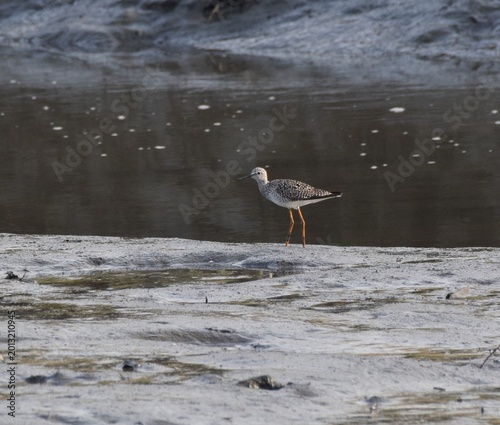 Greater Yellowlegs