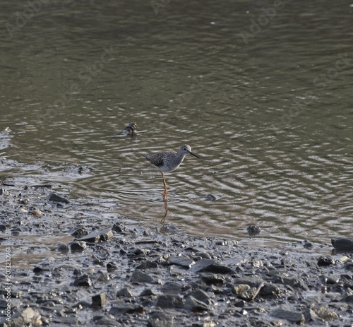 Greater Yellowlegs