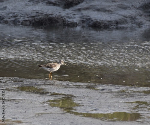 Greater Yellowlegs