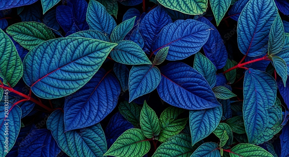 Fototapeta premium Close-up vibrant tropical foliage with deep blue green leaves and striking red veins natural texture botanical background exotic plant pattern