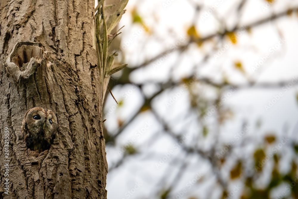 Fototapeta premium A Tawny Owl (Strix aluco) peeking from its nest in a tree hollow in Limburg, Netherlands. This wildlife portrait captures the nocturnal bird of prey camouflaged against textured tree bark.