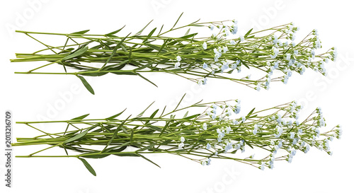 Two horizontal bunches of delicate green plants with tiny white flowers isolated on a clean white background green leaves baby s breath delicate isolated studio shot decoration herbaceous