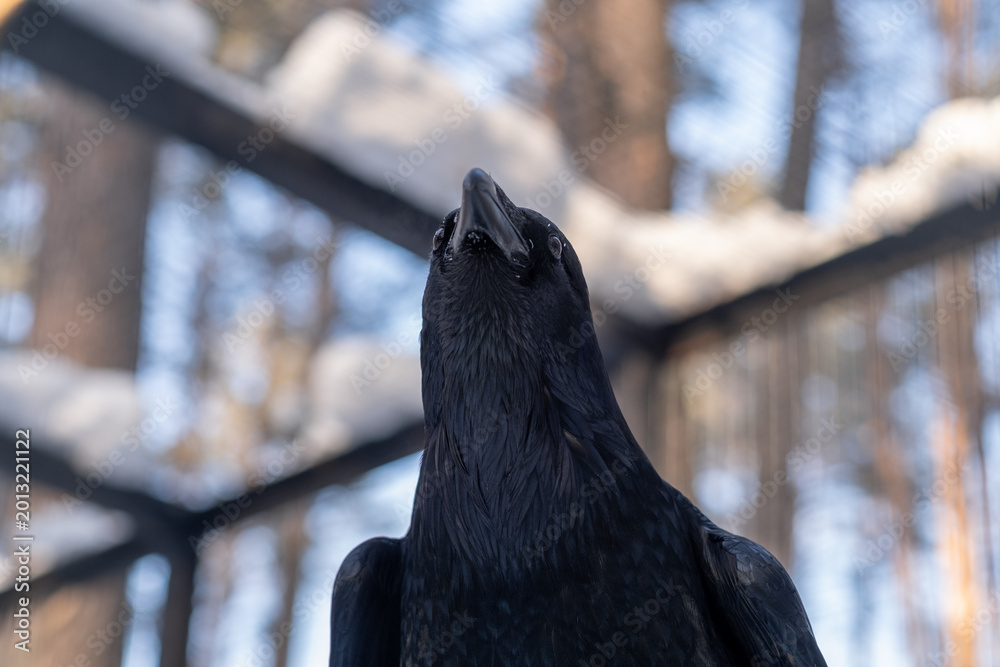 Fototapeta premium Black raven stands in a snowy forest, gazing upwards with blurred trees and snow-covered branches visible in the background
