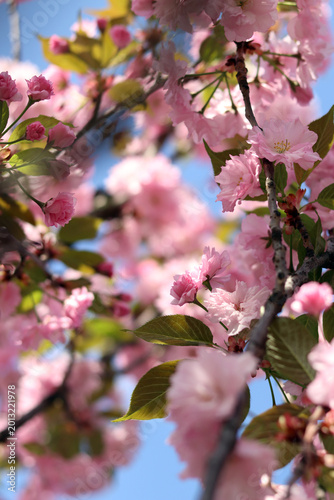 Branches of blooming pink sakura against a clear blue sky in spring. Delicate spring flowering of Japanese cherry with dense pink inflorescences and young leaves. Terry flowers in full bloom