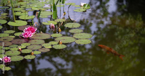 Принти на полотні A Common Carp in a garden pond with water lilies