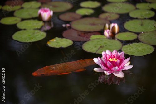 фотографія A Common Carp in a garden pond with water lilies