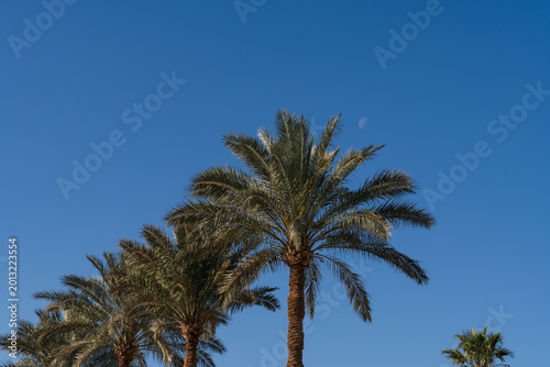Beautiful palm trees against clear blue sky with crescent moon at daytime for tropical summer vacation and travel background concept