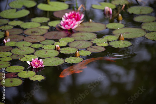 Foto A Common Carp in a garden pond with water lilies
