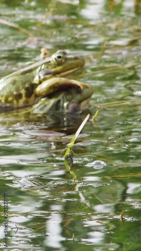 Aggressive behavior of green frogs in a freshwater lake- competition for a mate in  vertical format.
