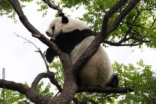 Bild auf Leinwand Female panda , Bai Tian, relaxing on the tree, Beijing, China