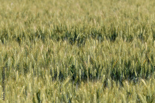 A dense field of wheat transitioning from green to gold is shown in close-up with focus on the central ears.