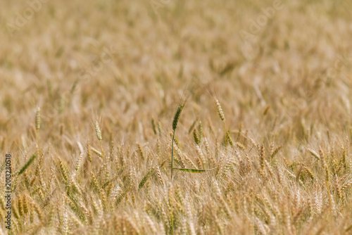 A vast field of ripe, golden wheat fills the entire frame with slightly blurred details in the background.