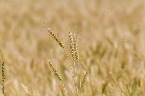 Several ears of ripe wheat in close-up stand out against the blurred, golden field in the background.