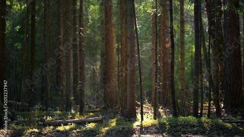 Gorgeous sunny old and mystical forest during spring time with sun shining through tall and large pine trees.