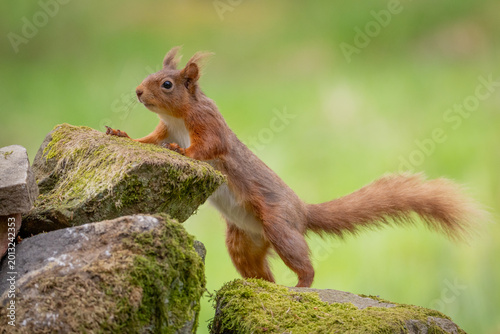 Red Squirrel in Hawes North Yorkshire. Cute Fluffy Wildlife Animal in Natural Woodland Habitat in the Yorkshire Dales England.