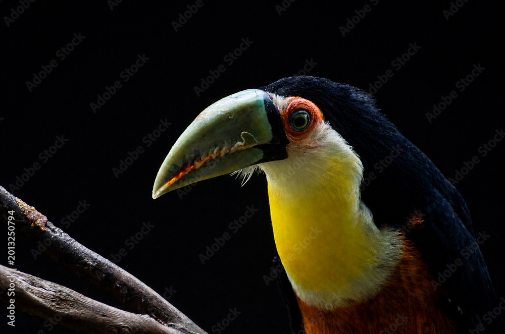 Fototapeta premium Close-Up Portrait of a Channel-Billed Toucan Against Dark Backgr