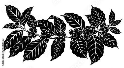 Canvastavla Black coffee leaves, coffee plant, botanical illustration, vector graphics, whit