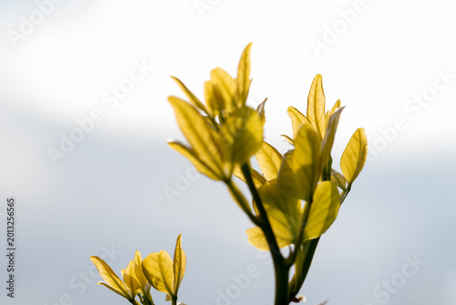 фотографія the trifoliate orange, Citrus trifoliata, Poncirus trifoliata, a member of the family Rutaceae