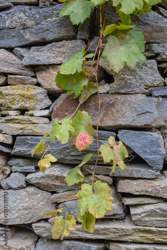 Фотография Vines growing on a rough cut stone wall in a mountain village.