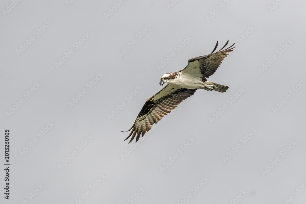 Obraz premium Osprey Flying with Wings Spread Against Cloudy Gray Sky