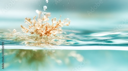 Macro water droplet splash over seaweed bloom for natural background, spa wellness design and calming meditation visuals