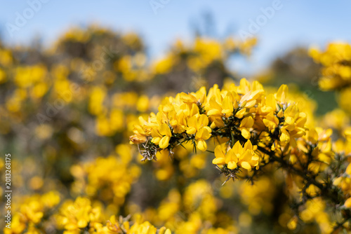 Foto Common gorse (ulex europaeus) flowers in bloom