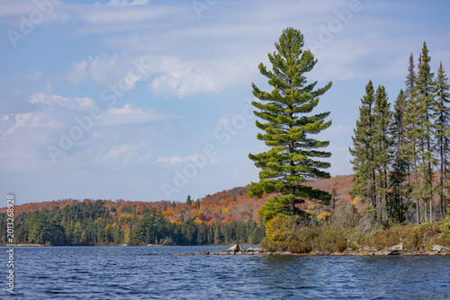 Tableau sur toile Fall colours across a lake in Algonquin Park with a large white pine tree in the