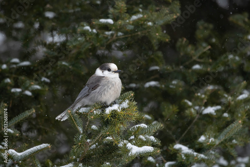 Fotografía A Canada jay on s snow-covered conifer branch in Algonquin Provincial park