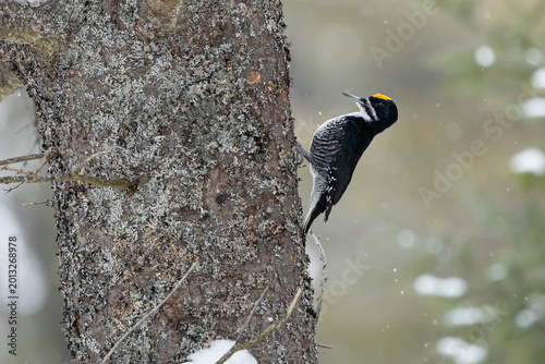 Tableau sur toile Black-backed woodpecker clinging to a conifer in Algonquin Park
